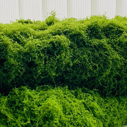 39.37In Artificial Moss Mat for Indoor Wall & Table Decor, Sustainable Nylon Material, Christmas Festival Decoration, Micro Landscape Making